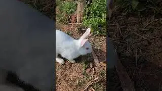 Mickey activity // Bunny fun// my bunny #rabbit #mycuterabbit #funny #animal