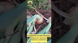 Лук за 3 этапа #грядки #огород #парник #сад #огурцы #теплица #помидоры #дача #деревня #удобрения