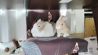 Relaxing sleep video of a fluffy bunny! #mofu #bunny #rabbit #cute #viralvideo #relaxing #healing 