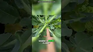 Maximize Your Piracicaba Harvest: Tips for Success