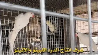 محميه طيور منوعه وانتاج طائر الدره