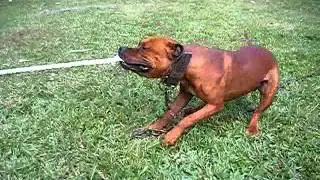 HERC VS RED WOLF