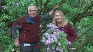 Gardening Advice: It&rsquo;s A Good Time To Prune Flowering Shrubs