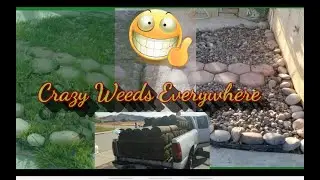 Backyard Spring Cleanup | Amazing Sod Job 2
