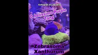Purple Tang - Zebrasoma xanthurum. Peixe lindo, diferenciado, resistente e algueiro! Belíssimo  tang