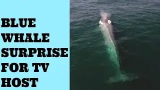 FUNNY : Blue Whale surprises TV presenter .