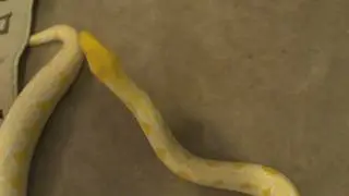 2009 White Phase Reticulated Python