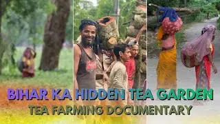 Bihar ka Hidden Tea Garden 🌱 |  Tea Estate Kishanganj Bihar |Tea Farming Documentary