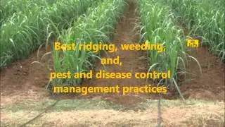 Lowveld Smallscale Sugarcane Development Project Video