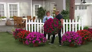 Cottage Farms 6-piece Razzle Dazzle SunPatiens on QVC