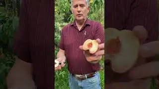 10 year old Container Grown Tropic Snow Peach Taste Test