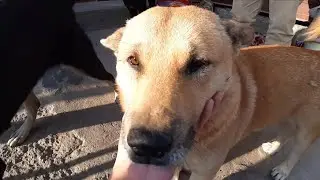 Medicine and Food For Stray Dogs￼❤️/  Running After Human🥲❣️/ Lovely Dog💕