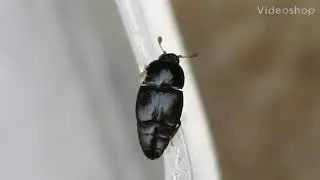 昆蟲-出尾蟲Genus Carpophilus