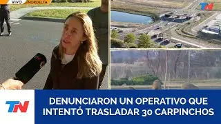 Denunciaron un operativo policial que intentó trasladar a los carpinchos de Nordelta
