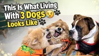 Living With 3 Dogs Is NOT Easy (Here’s Why)