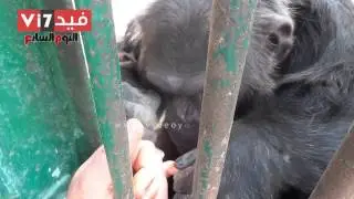 بالفيديو..حارس القرود يداعب 