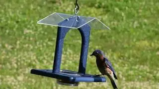 Duncraft Sheltered Bluebird Mealworm Feeder