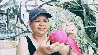 Farm to table with Ava //Mukbang My Own plant DRAGON FRUIT.