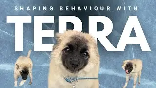 Shaping Behavior with Terra a Super Hyperactive Pup the Right Way