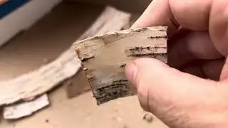 Processing birch bark; one of my favorite handle materials.