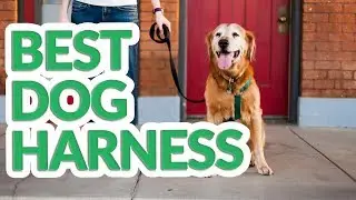 Best Dog Harness 2019 - 9 TOP Dog Harnesses