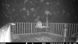Big chunky gremlin out for a bite to eat. Raccoon up on the table of the deck trail camera 20240213