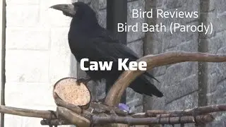 Bird Reviews Bird Bath (Parody)
