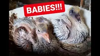 Giant Runt Pigeons and Babies