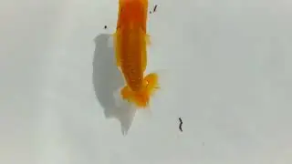 DSCF0306