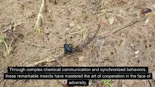 Desert Dwellers: The Secret Life of the Sand Beetle