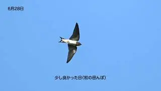 ツバメ飛翔撮影　行動パターンの変化　夏の始まり