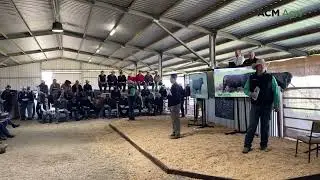 Watch the top-priced Peakes Angus bull go under the hammer