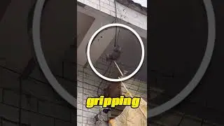The Daring High-Rise Cat Rescue