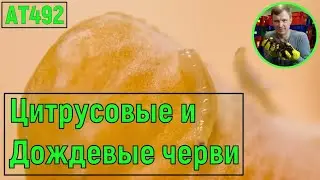 АТ492 Цитрусовые Дождевым червям НЕЛЬЗЯ ??? Или можно ??? черви Тигретта покажет