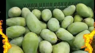 Pure Kesar Mango