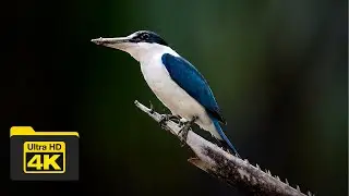 COLLARED KINGFISHER | BIRDS OF BORNEO | YCLEE PHOTOGRAPHY