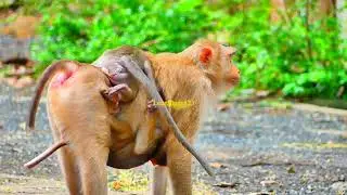 That good..! Stella monkey always helps and takes care of baby Berron more than her baby Stacle.
