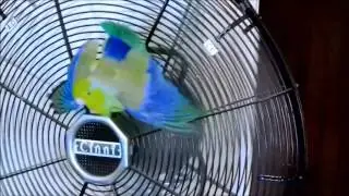 Valentino RIP Montage Part 05