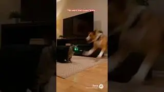😈 Evil Cat 🐈  Prank Expensive Outcome Part 5