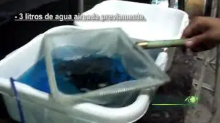 Recepci&oacute;n de Alevines de Cachama en Altas Densidades