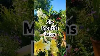 Garden before & after ❄️🌸