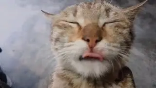 Cat Voice Sound video🐈🐈🐈