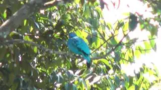 Blue Cotinga
