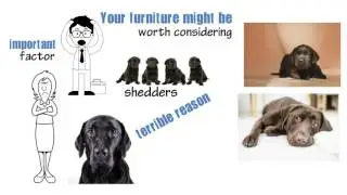 Labrador Retriever Colors - Set of Personal Characteristics By Color