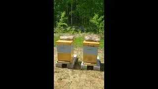 Viking bee EP 1
