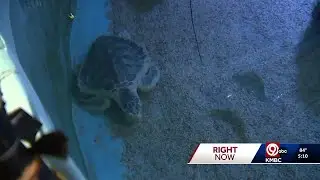Endangered rescue sea turtle flown across country to new home at Sea Life Kansas City