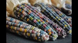 Why We Love Glass Gem Corn