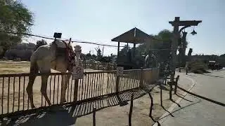 Kuwait ZOO