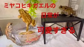 ミヤコヒキガエルのかわいい日常　【カエル】　frog