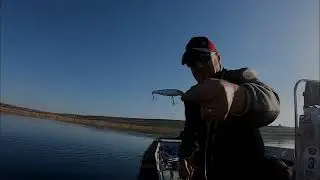 Baracuda PEGASUS!!!
